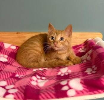 Tigger -  Domestic Short Hair Cat for Adoption in Andover, Minnesota - Tigger | PetCurious