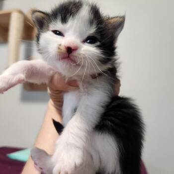 Shua -  Domestic Short Hair Cat for Adoption in Layton, Utah - Shua | PetCurious