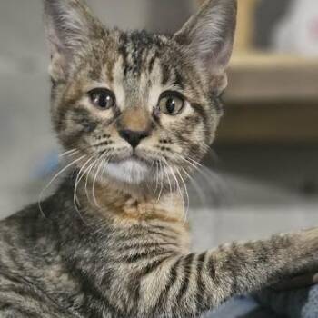 Domestic Short Hair Cats Available for Adoption in Sioux Falls, South Dakota - Lola | PetCurious