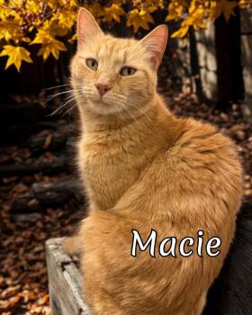 Rescue Domestic Short Hair Cats for Adoption in Laurel, Maryland - Macie-A Rare Female Ginger Gem Looking For Her Forever Home! | PetCurious
