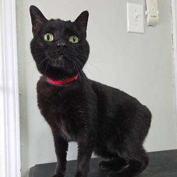 Domestic Short Hair and American Bobtail Cats Available for Adoption - Baby Cat | PetCurious