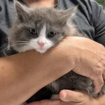 Domestic Long Hair Cats Available for Adoption - Frobozz Of Zork | PetCurious