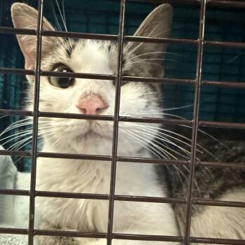 Hilda -  Domestic Short Hair Cat for Adoption in Chicago, Illinois - Hilda | PetCurious