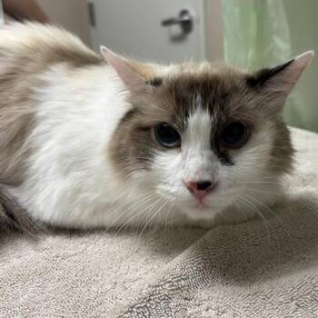 Andromeda -  Domestic Medium Hair Cat for Adoption in Tempe, Arizona - Andromeda | PetCurious