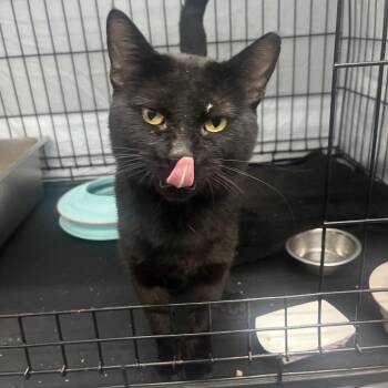 Thackery -  Domestic Short Hair Cat for Adoption in Bismarck, North Dakota - Thackery | PetCurious