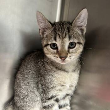 Rickardo -  Domestic Short Hair Cat for Adoption in Newport, North Carolina - Rickardo | PetCurious