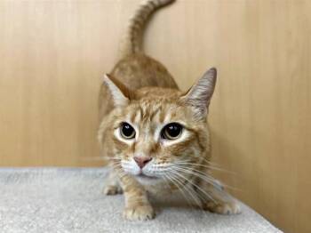 Domestic Short Hair Cats Available for Adoption - GINGER | PetCurious