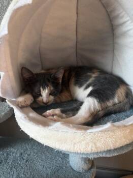 Gaga -  Domestic Short Hair Cat for Adoption in Lafayette, Colorado - Gaga | PetCurious