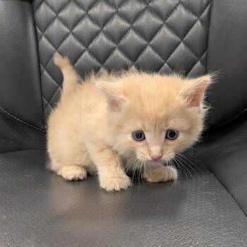 Enzo -  Domestic Medium Hair Cat for Adoption in Chico, California - Enzo | PetCurious