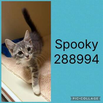 SPOOKY -  Domestic Short Hair Cat for Adoption in Macon, Georgia - SPOOKY | PetCurious