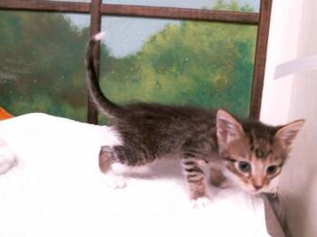 Domestic Short Hair Cats Available for Adoption in Houston, Texas - SPOTY | PetCurious