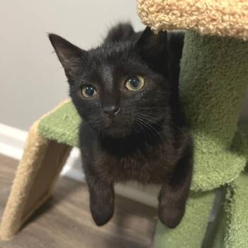 Wiress -  Domestic Short Hair Cat for Adoption in Cumming, Georgia - Wiress | PetCurious