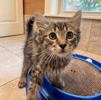 Pamela 1161 -  Maine Coon Cat for Adoption in Boca Raton, Florida - Pamela 1161 | PetCurious