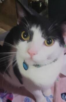 Rescue Domestic Short Hair Cats for Adoption in New Berlin, Wisconsin - Clover | PetCurious