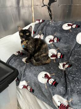 Rescue Domestic Short Hair Cats for Adoption in Randolph, Massachusetts - Alluring Andrea | PetCurious