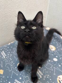 Rescue Domestic Medium Hair Cats for Adoption in Chicago, Illinois - Peter | PetCurious
