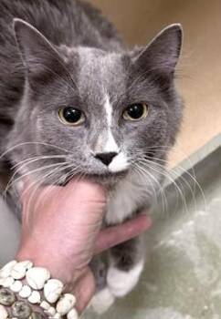 Domestic Long Hair Cats Available for Adoption in Boston, Massachusetts - CHELSEA | PetCurious