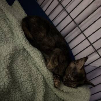 American Shorthair Cats Available for Adoption in New Orleans, Louisiana - Hattie | PetCurious