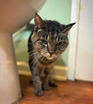 ZILLY -  Domestic Short Hair Cat for Adoption in Philadelphia, Pennsylvania - ZILLY | PetCurious