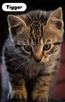 Domestic Short Hair Cats Available for Adoption - Tigger , Houdini, Baby & Sweet Pea Kittens | PetCurious