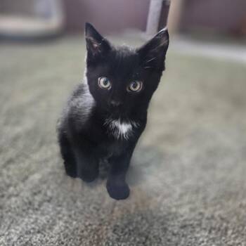 Dewey -  Domestic Short Hair Cat for Adoption in Mckean, Pennsylvania - Dewey | PetCurious