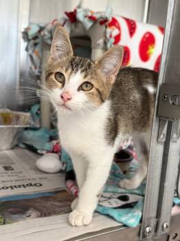 Sheba -  Domestic Short Hair Cat for Adoption in Detroit, Michigan - Sheba | PetCurious