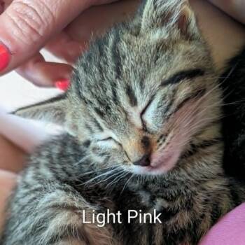 Lightning -  Domestic Short Hair Cat for Adoption in West Olive, Michigan - Lightning | PetCurious