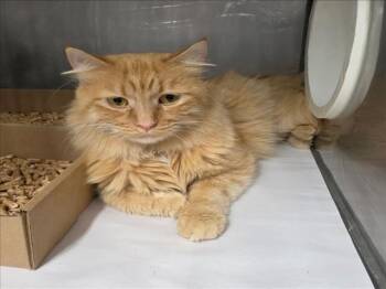 PEANUT -  Domestic Long Hair Cat for Adoption in Woodland, California - PEANUT | PetCurious