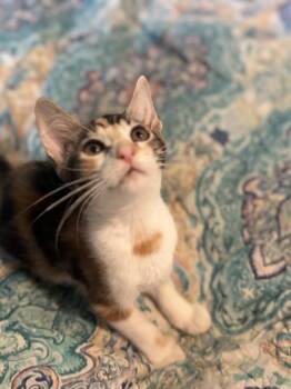 Mary Kate -  Domestic Short Hair Cat for Adoption in Liverpool, Texas - Mary Kate | PetCurious