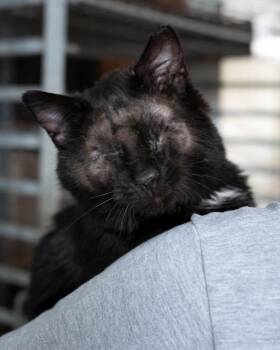 Domestic Short Hair Cats Available for Adoption in Boone, Iowa - Thomas | PetCurious