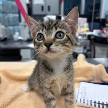 Slick -  Domestic Short Hair Cat for Adoption in Milton, Florida - Slick | PetCurious