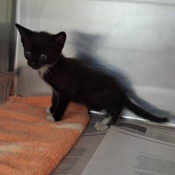 Domestic Short Hair Cats Available for Adoption in Auburn, Alabama - Hershey | PetCurious