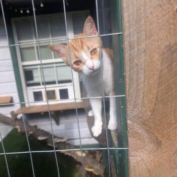 Rescue Domestic Short Hair Cats for Adoption in The Woodlands, Texas - Bugs | PetCurious