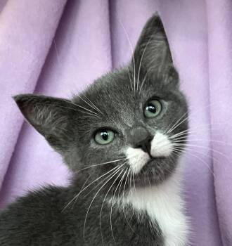 Rescue Tuxedo Cats for Adoption in Hood River, Oregon - Tara | PetCurious