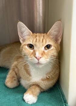 Rescue Domestic Short Hair Cats for Adoption in Aiken, South Carolina - Wilder 59660 | PetCurious