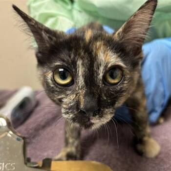 Butterfly Shrimp -  Domestic Short Hair Cat for Adoption in Tempe, Arizona - Butterfly Shrimp | PetCurious