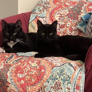 Soy Sauce & Oyster Sauce -  Domestic Short Hair Cat for Adoption in Florham Park, New Jersey - Soy Sauce & Oyster Sauce | PetCurious