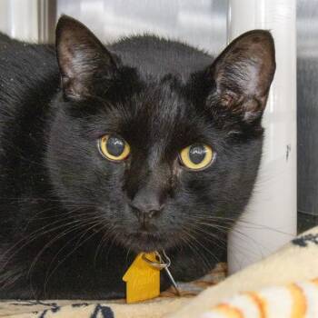 PANTHER -  Domestic Short Hair Cat for Adoption in St. Louis, Missouri - PANTHER | PetCurious