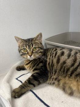 Domestic Short Hair Cats Available for Adoption in Van Wert, Ohio - Duvet | PetCurious