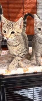 Eros -  Domestic Short Hair Cat for Adoption in Cromwell, Kentucky - Eros | PetCurious