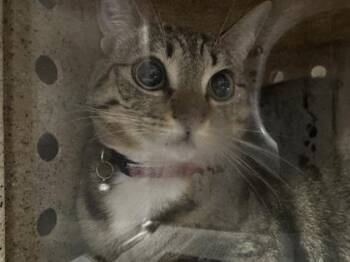 Domestic Short Hair Cats Available for Adoption - Kora | PetCurious