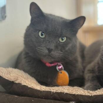 Domestic Short Hair Cats Available for Adoption - Okapi | PetCurious