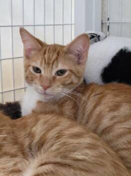 Tal -  Domestic Short Hair Cat Available for Adoption in Diamond Springs, California - Tal | PetCurious