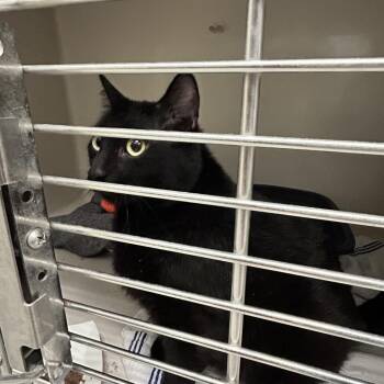 Max -  Domestic Short Hair Cat for Adoption in Durango, Colorado - Max | PetCurious