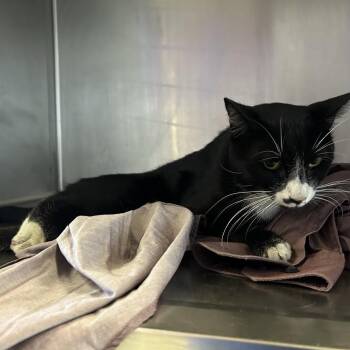 IVHS-Stray-142206 -  Domestic Short Hair Cat for Adoption in San Gabriel, California - IVHS-Stray-142206 | PetCurious