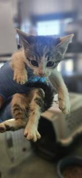 Domestic Short Hair Cats Available for Adoption in Edgewood, New Mexico - Shirley | PetCurious