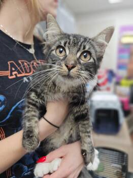 Hello Kitty -  Domestic Medium Hair Cat for Adoption in Pomona, New York - Hello Kitty | PetCurious