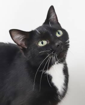 Rescue Bombay and Tuxedo Cats for Adoption in Bedford Hills, New York - Sweetheart Will Quickly Steal Your Heart With Her Sweetness!  PO | PetCurious