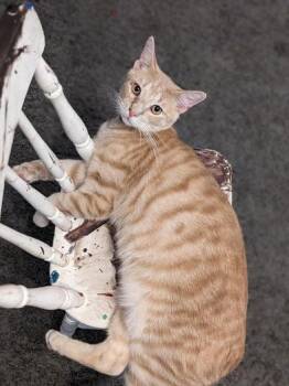 Rescue Domestic Short Hair Cats for Adoption in Liverpool, Texas - Kai | PetCurious