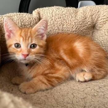 Stripe -  Tabby Cat for Adoption in Grand Rapids, Michigan - Stripe | PetCurious